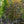 Load image into Gallery viewer, Cherokee Brave Dogwood