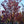 Load image into Gallery viewer, Cherokee Brave Dogwood
