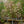 Load image into Gallery viewer, Cherokee Brave Dogwood