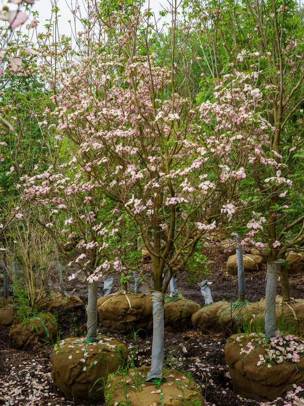 Cherokee Brave Dogwood