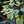 Load image into Gallery viewer, Cherokee Princess Dogwood - Dogwood Tree - Flowering Trees