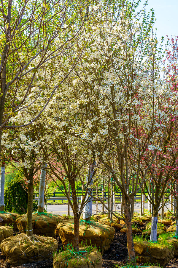 Cherokee Princess Dogwood - Dogwood Tree - Flowering Trees