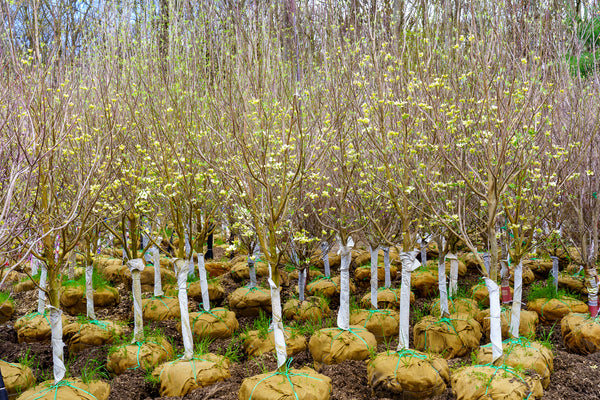 Cherokee Princess Dogwood - Dogwood Tree - Flowering Trees