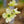 Load image into Gallery viewer, Cherokee Princess Dogwood - Dogwood Tree - Flowering Trees