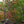 Load image into Gallery viewer, Cherokee Princess Dogwood