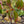 Load image into Gallery viewer, Cherokee Princess Dogwood