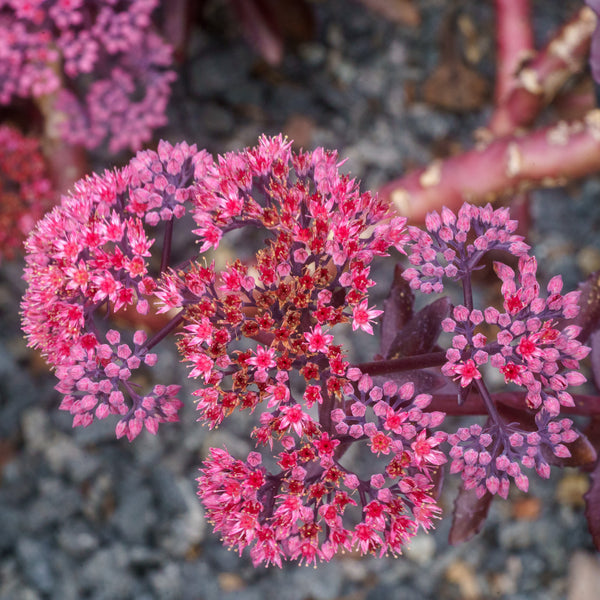 Cherry Fizz Stonecrop