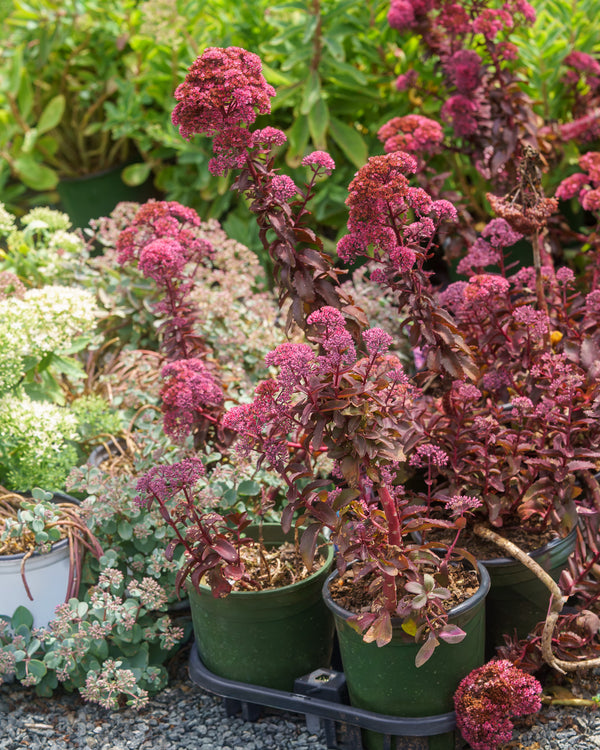 Cherry Fizz Stonecrop