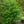 Load image into Gallery viewer, Chesapeake Japanese Holly