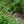 Load image into Gallery viewer, Chesapeake Japanese Holly