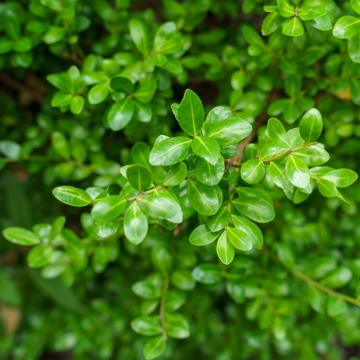 Chesapeake Japanese Holly – Plant Detectives