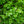 Load image into Gallery viewer, Chesapeake Japanese Holly
