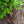Load image into Gallery viewer, Chesapeake Japanese Holly