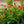 Load image into Gallery viewer, Cheyenne Spirit Coneflower