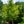 Load image into Gallery viewer, Tschi Tschi Ginkgo