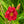 Load image into Gallery viewer, Chicago Apache Daylily