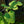 Load image into Gallery viewer, Chicago Hardy Fig