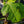 Load image into Gallery viewer, Chicago Hardy Fig