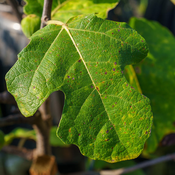 Chicago Hardy Fig