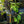 Load image into Gallery viewer, Chicago Hardy Fig