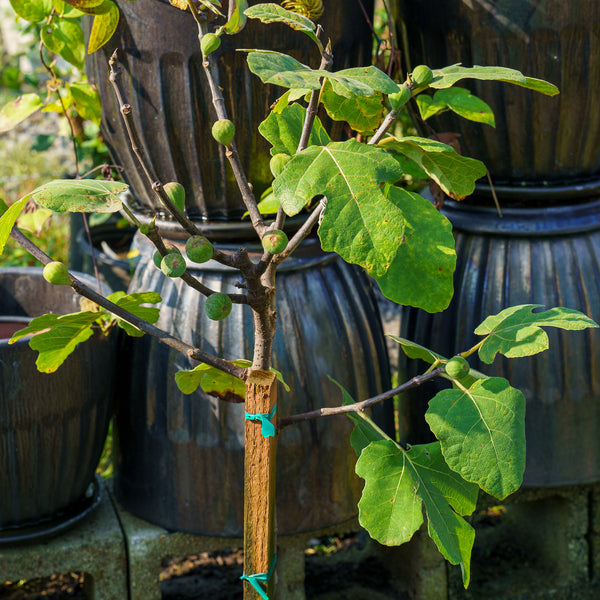 Chicago Hardy Fig