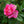 Load image into Gallery viewer, Chicago Peace Rose