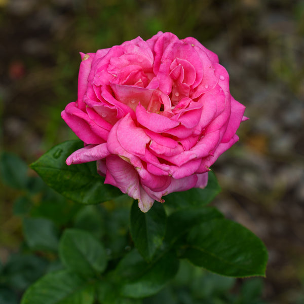 Chicago Peace Rose