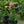 Load image into Gallery viewer, Chicago Peace Rose