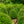 Load image into Gallery viewer, Chicagoland Green Boxwood