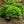 Load image into Gallery viewer, Chicagoland Green Boxwood