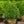 Load image into Gallery viewer, Chicagoland Green Boxwood