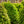 Load image into Gallery viewer, Chicagoland Green Boxwood