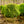 Load image into Gallery viewer, Chicagoland Green Boxwood