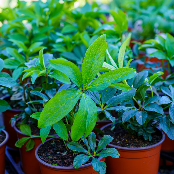 Childhood Sweetheart Lenten Rose
