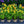 Load image into Gallery viewer, Ornamental Pepper