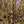 Load image into Gallery viewer, Chinese Fringetree - Other Flowering Trees - Flowering Trees