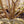 Load image into Gallery viewer, Chinese Fringetree - Other Flowering Trees - Flowering Trees