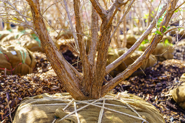 Chinese Fringe Tree