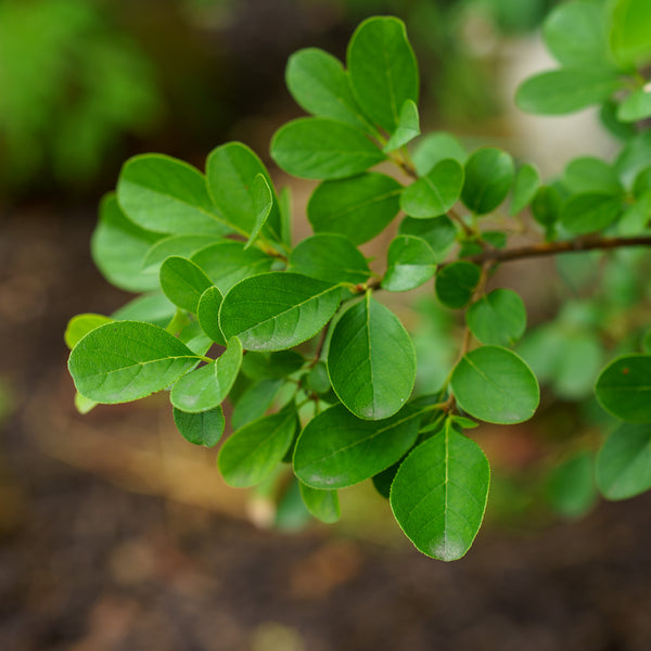 Chinese Fringe Tree