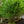 Load image into Gallery viewer, Chinese Fringe Tree
