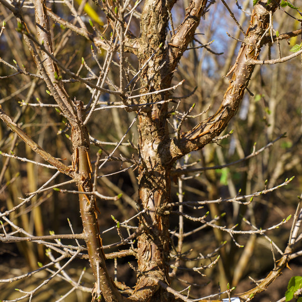 Chinese Fringe Tree