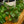 Load image into Gallery viewer, Chinese Money Plant