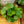 Load image into Gallery viewer, Chinese Money Plant