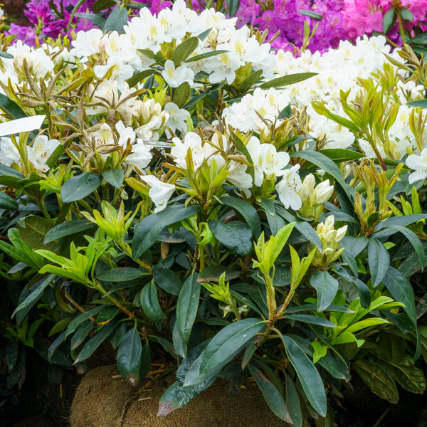 Chionoides Rhododendron - Rhododendron - Shrubs