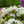 Load image into Gallery viewer, Chionoides Rhododendron - Rhododendron - Shrubs