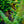 Load image into Gallery viewer, Chirimen Hinoki Cypress