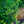 Load image into Gallery viewer, Chirimen Hinoki Cypress