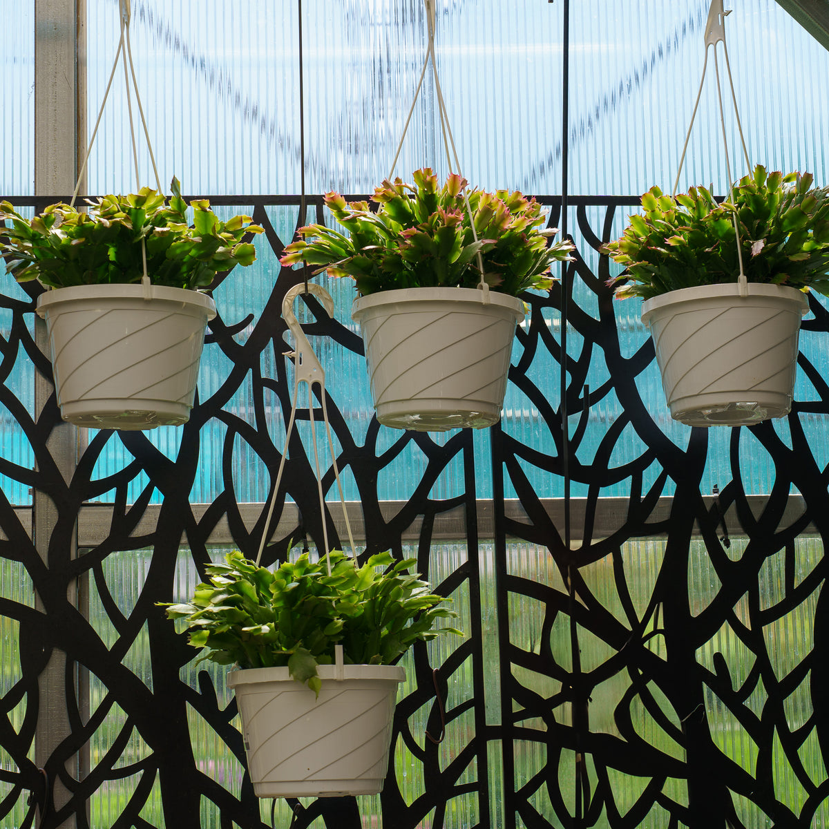 christmas cactus hanging plant Christmas Cactus – Plant Detectives