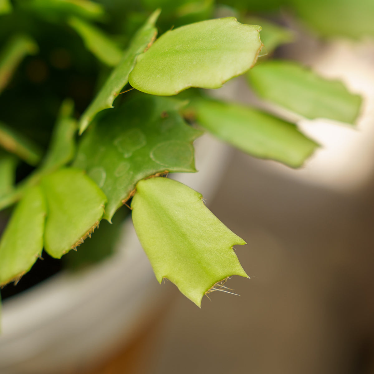 Christmas Cactus – Plant Detectives
