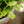 Load image into Gallery viewer, Christmas Cactus